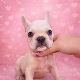 Micro fluffy puppies with AKC registration - $300 off in Cape Coral, fl