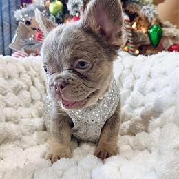 Isabella Puppies - New Shade and Tan - Reduced to $3500 in Cape Coral, fl