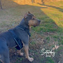 American Bully - Blue Tri Male, 1 Year Old in Hurst, tx