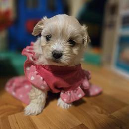 Malshi Puppies Available in Michigan in Sterling Heights, mi