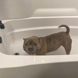 Bully available, 4 years old in Owatonna, mn