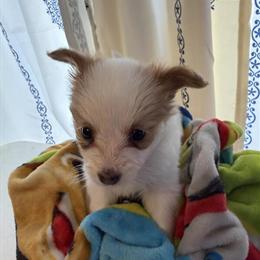 AKC Cavalier King Charles Spaniel - Last One Available in Kokomo, in