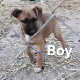 German Shepherd Mix Puppies Available for Adoption in Cincinnati, oh