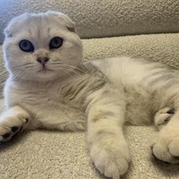 Scottish Fold Male Kitten Ready for Forever Home in Denver, co