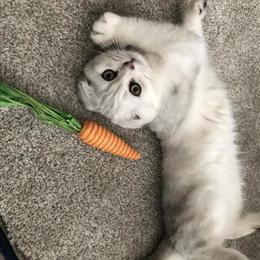 Scottish Fold Male Kitten Ready for a New Home in Denver, co