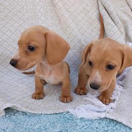 Female Dachshund Available in Fayetteville, nc