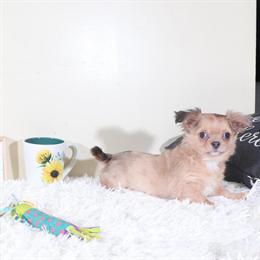 Long-Haired Female Chihuahua Looking for a Forever Home in Mount Vernon, oh