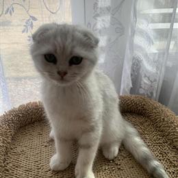 Scottish Kittens for Sale in Denver, co