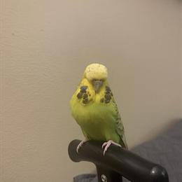 Female English Budgie for Sale in Westland, mi
