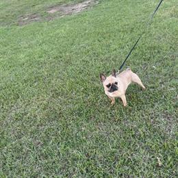 Female Tan French Bulldog Looking for a New Home in Danville, va