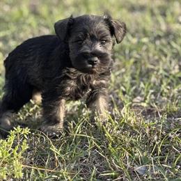 Mini Schnauzer Female Puppy Available in Valdosta, ga