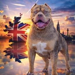 Top Tier XL American Bully Puppies Available in Culpeper, va