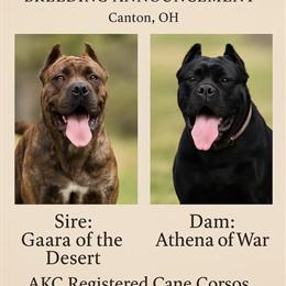 Cane Corso Puppies Available in Massillon, oh
