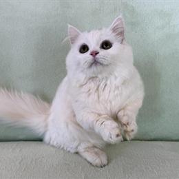 Munchkin White Male Kitten Available in Orlando, fl