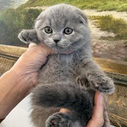 Scottish Fold Blue Male Kitten Available in Orlando, fl
