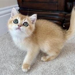 British Shorthair Golden Male Kitten Available in Orlando, fl