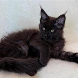 Maine Coon Black Female Kitten Available in Orlando, fl