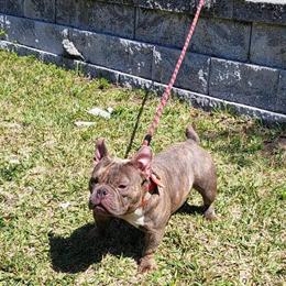 Female Nano American Bully for Sale in Ruskin, fl