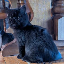 Exotic Shorthair Kittens Available for Adoption in Cincinnati, oh