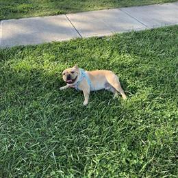French Bulldog Stud Available for Natural Breeding in Cincinnati, oh