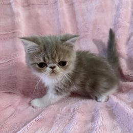 Exotic Shorthair & Longhair Kittens Available in LA in Orange, ca