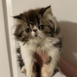 Exotic Shorthair Kittens Ready for New Homes in Orange, ca