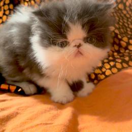 Exotic Shorthair & Longhair Kittens for Adoption in Orange, ca