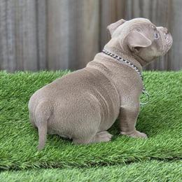 Upcoming Litter of Quality Puppies in Tampa, fl