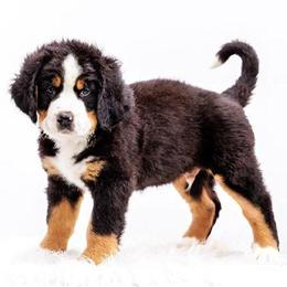 Bernese Mountain Dog Puppies from Champion Bloodlines Ready for New Homes in Asheville, nc