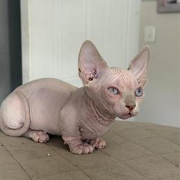 Sphynx Kitten - 8 Weeks Old and Vaccinated in Fayetteville, nc