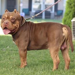Male American Bully Available in Camby, in