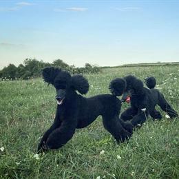 AKC Standard Poodle Puppies for Adoption in Pittsburgh, pa