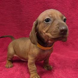 CKC Mini Dachshund Puppies Available in Olive Hill, ky