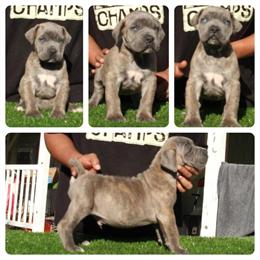 Boerboel puppies available in California in Temecula, ca