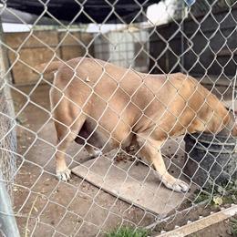 Boerboel puppies expected on December 15, 2025 in Temecula, ca