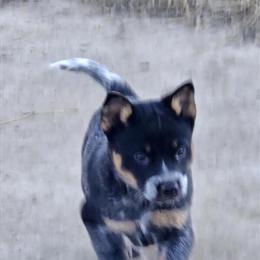 Heeler Puppies Ready for New Homes in Fennimore, wi