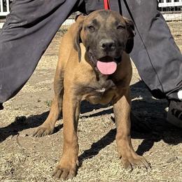 Boerboels for Adoption in Southern California in Temecula, ca