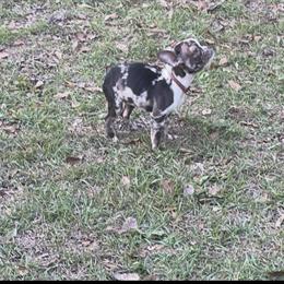 Female French Bulldog Available in Tallahassee, fl