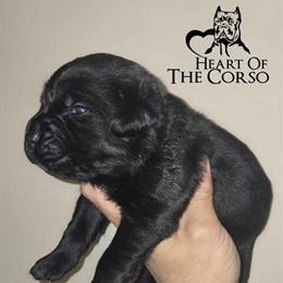 Cane Corso Puppies Available in Youngstown, oh