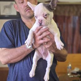 Pied French Bulldog Puppy Available in Youngstown, oh