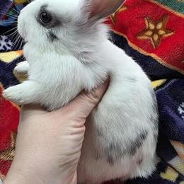 Mixed Breed Baby Bunnies in Vermilion, OH in Vermilion, oh