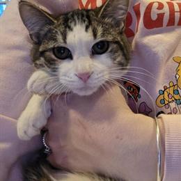 Bengal mixed female kittens, 4 months old, available now in Vermilion, oh