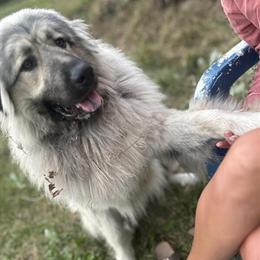 2 Year Old Male Livestock Dog Available for Rehoming in Roscommon, mi