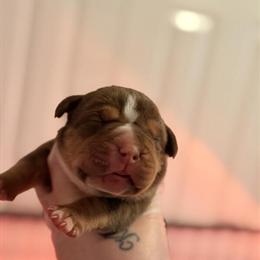 XL American Bully Puppies Available in February in Cincinnati, oh