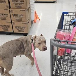 American Bully Female, Sweet and Obedient, Price Negotiable in Albany, ny