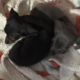 Teacup Mini Dachshund Puppies Available in Benson, nc