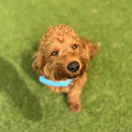 Mini Goldendoodle Emotional Support Dog Looking for Forever Home in Fort Lauderdale, fl
