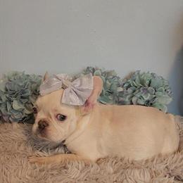 Female French Bulldog Puppy for Pet Home in Indianapolis, in
