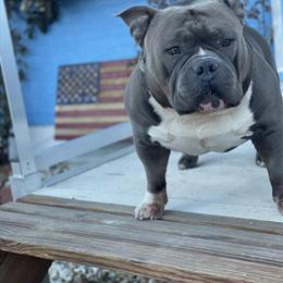 Pocket Bully Female Ready for Forever Home in Colorado Springs, co