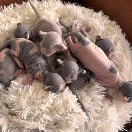 Dwelf Kittens Available in Miami, fl